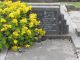 Photo of headstones/thumb_Martha Johnston Sutherland d 1944 hdstn Invercargill